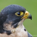Peregrine Falcon (Falco peregrinus) Graham Carey